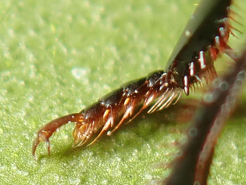 Carabidae: ancora Harpalus?  S, Harpalus dimidiatus